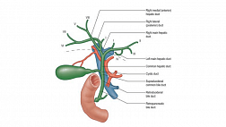 Проект национальных клинических рекомендаций "Механическая желтуха"