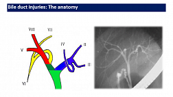 The anatomy