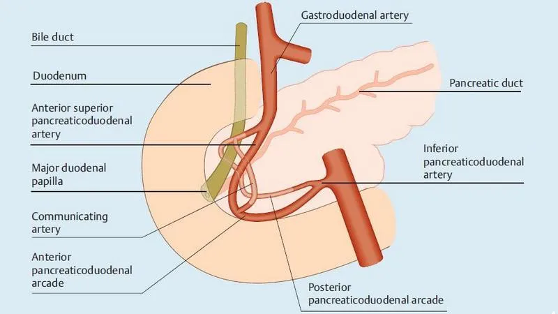 Сосочек 12 перстной кишки. Кровоснабжение большого дуоденального сосочка. Большой сосочек двенадцатиперстной кишки. Большой сосочек 12-перстной кишки. Кровоснабжение 12 перстной кишки.