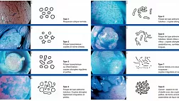 Poster PitPattern Fujinon