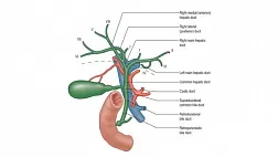 Проект национальных клинических рекомендаций "Механическая желтуха"