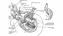 Диагностика и лечение дуоденальной дистрофиии Р.В.Петров